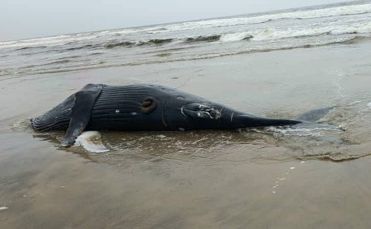 Découverte d’une baleine morte à Assouindé